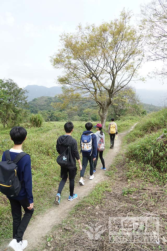 Exploring wetland flora and fauna in Sha Lo Tung Guided tour